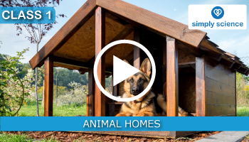Different types of shelters of Animals