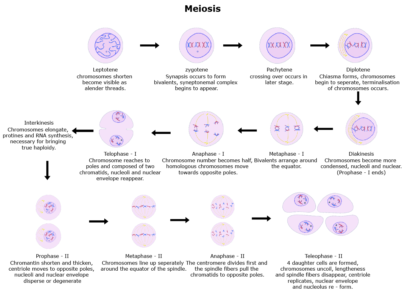 Basic Unit of Life Biology Diagrams
