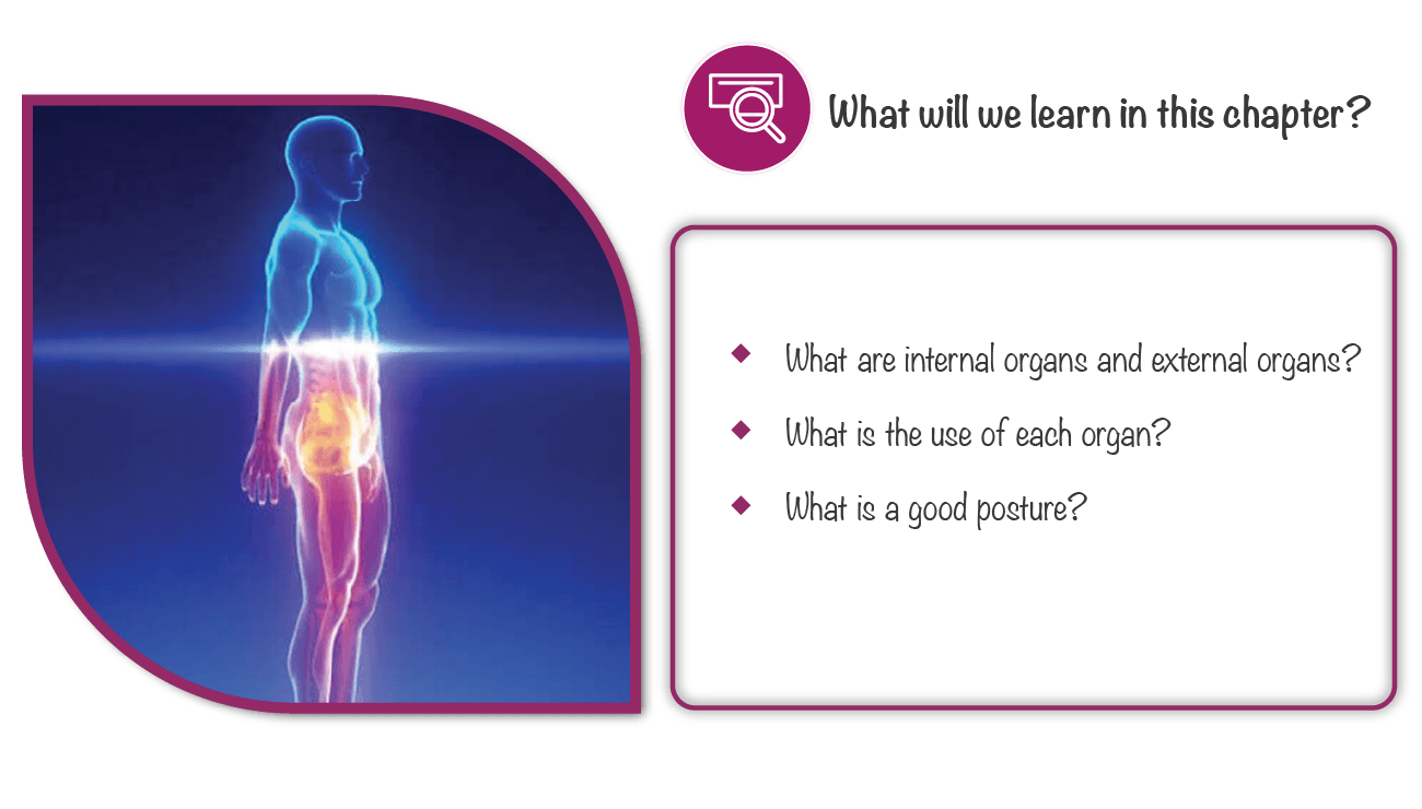 External Organs Of The Body Biology Diagrams