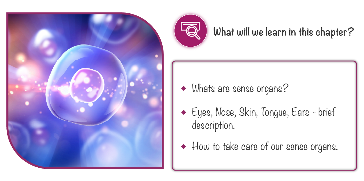 mention 2 functions of each sense organs of human body
