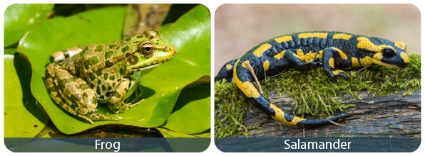 Classification of Animals based on Spine Classification of Animals based on Spine