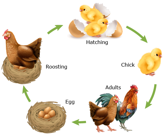 Reproduction in Different Animal groups Reproduction in Different Animal groups