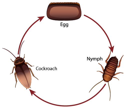 The Life Cycle of A Cockroach and A Frog