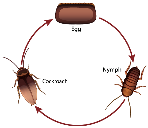 The Life Cycle of A Cockroach and A Frog The Life Cycle of A Cockroach and A Frog