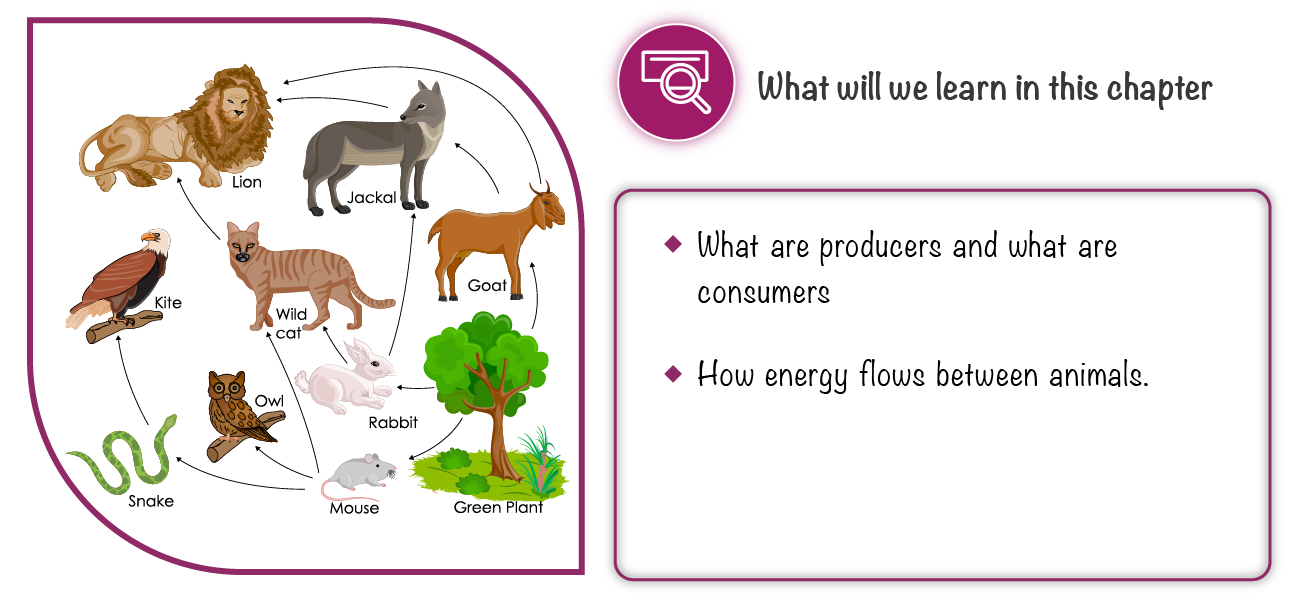 What is Food Chain? What is Food Chain?