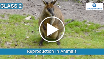 Reproduction in Different Animal groups
