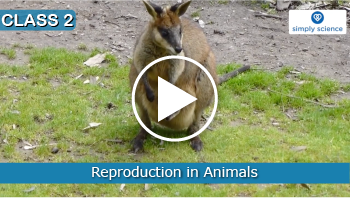 Reproduction in Different Animal groups Reproduction in Different Animal groups