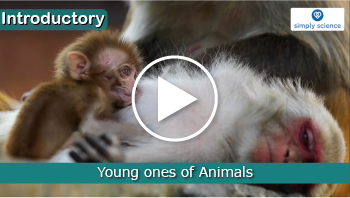 Reproduction in Different Animal groups Reproduction in Different Animal groups