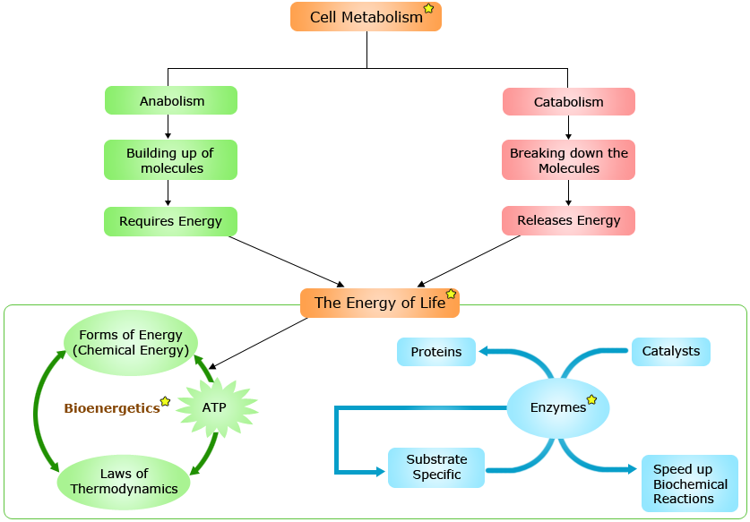 Cellular Respiration