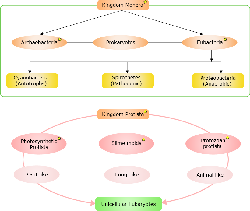 Kingdom Protista Concept Map