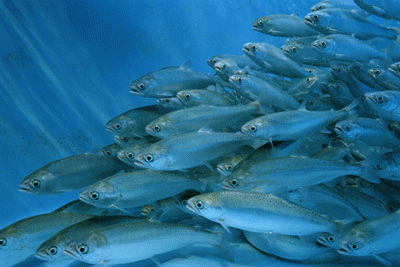 Aquaculture provides many products for food