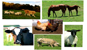 Domestication of animals is called animal husbandry.