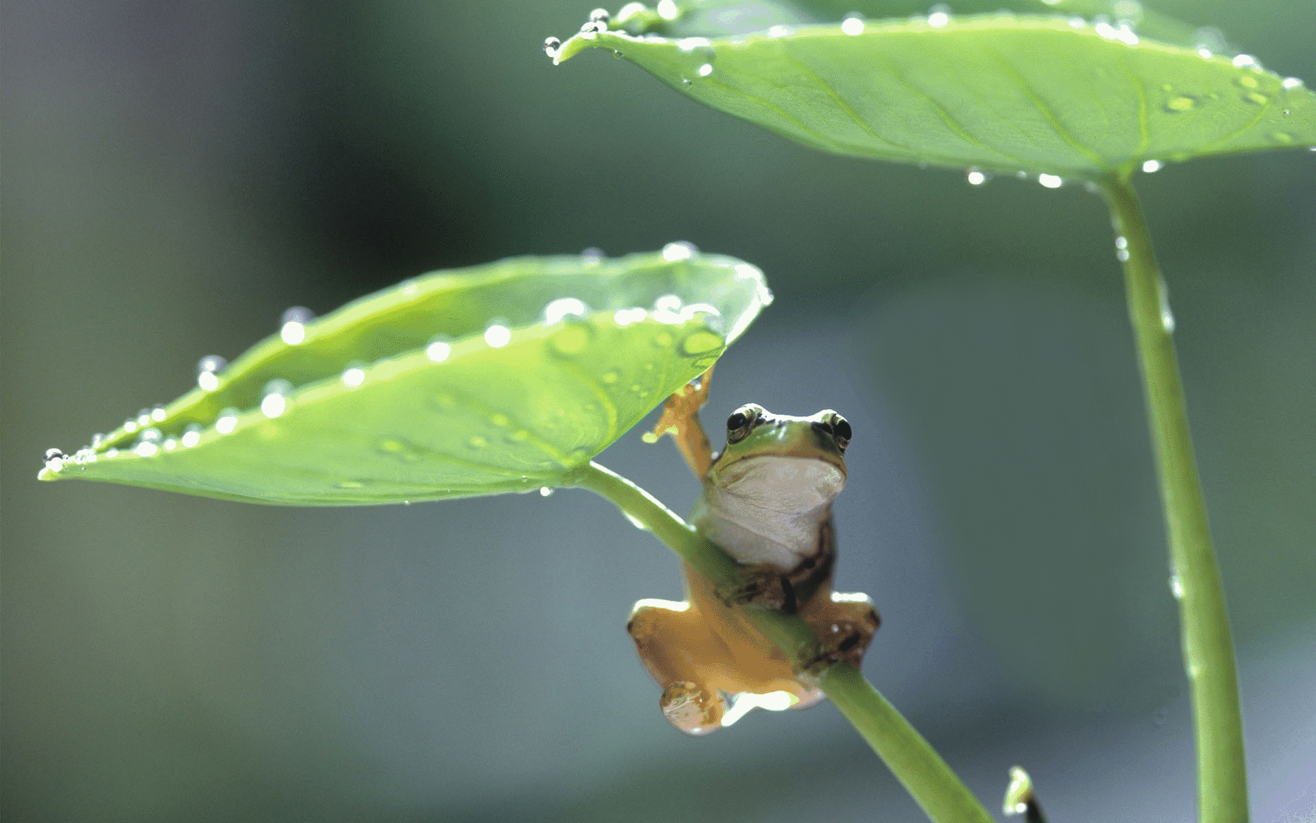 Amazing facts about frogs