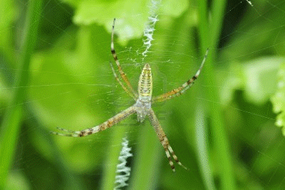 Phylum Arthropoda