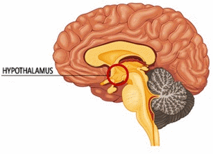 The hypothalamus contains a group of nerve cells that functions as a thermostat