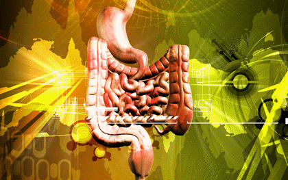 Organ systems represent a level of organization higher than organs
