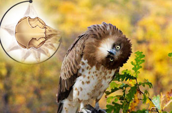 Secret of owl's rotating head!