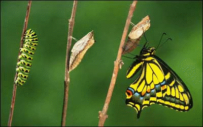 Ecdysone promotes molting and the development of adult characteristics