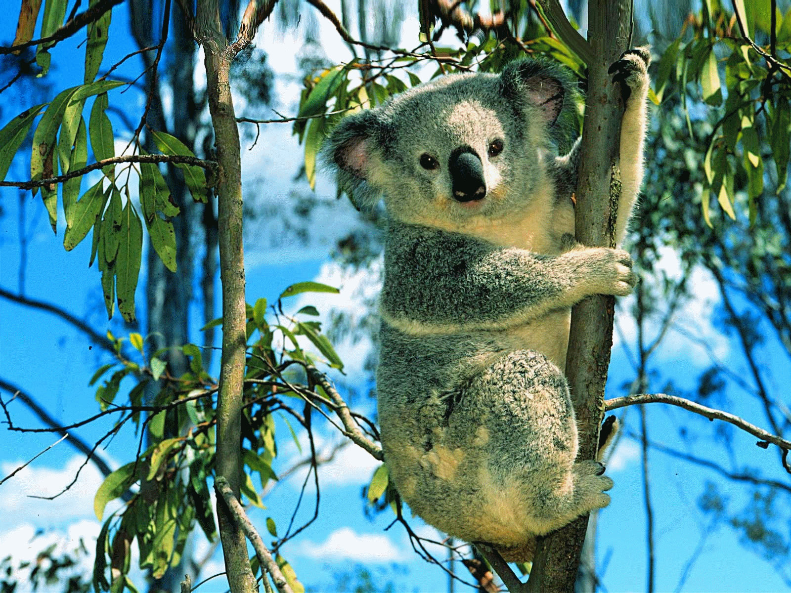 Koala bear's nutritional symbiotic adaptation.