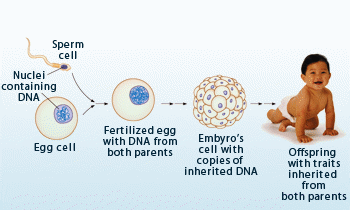 Sequential steps involved in mammalian development.