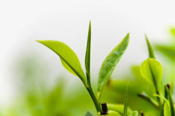 Carbon enters the biosphere through the action of plants