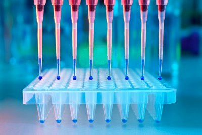 DNA samples are loaded to 96-well plate for PCR analysis.