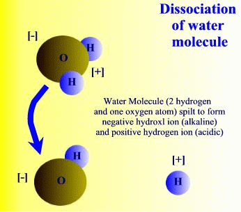 Dissociation of water molecules leads to acidic and basic conditions that affect living organisms.