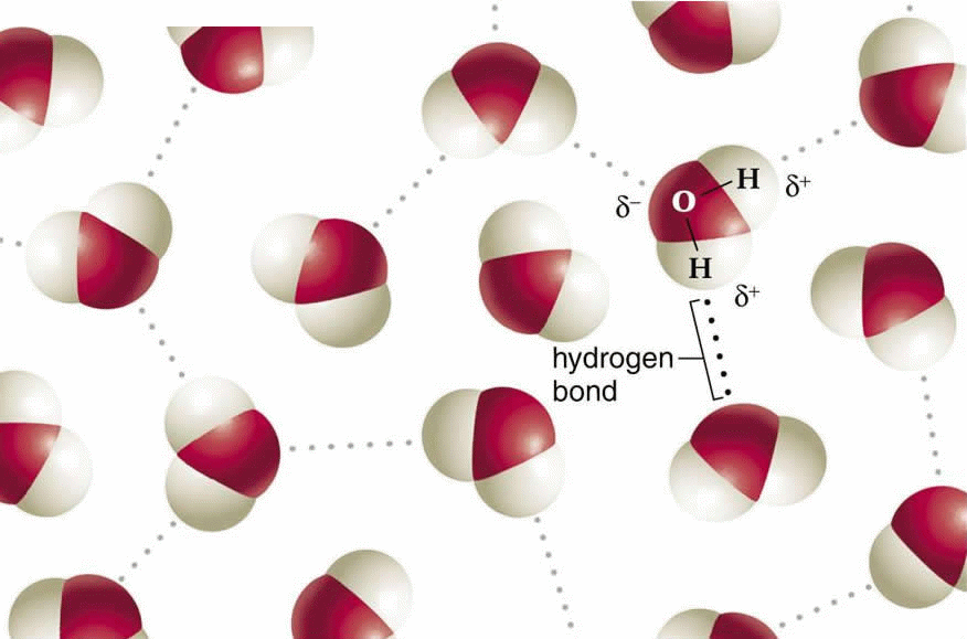 The water molecule, shaped something like a wide V, is a polar molecule, meaning that opposite ends of the molecule have opposite charges.