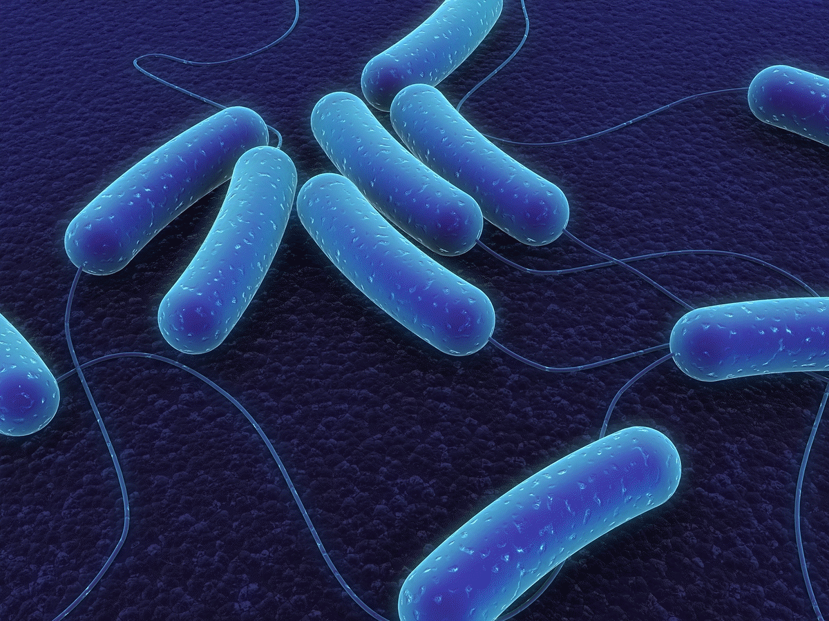Cells without nuclei are called prokaryotes.