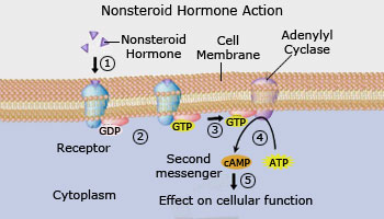 Transduction pathways are cascades of molecular interactions