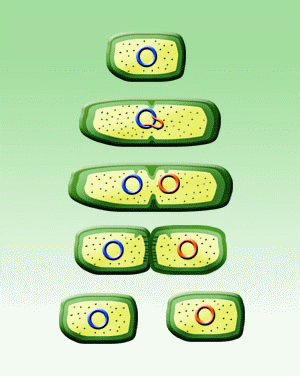 Binary fission