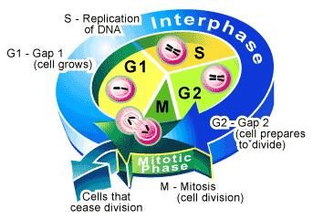 Phases of cell cycle
