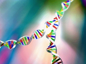 DNA replication