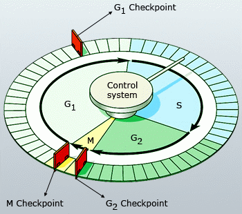 Mechanical analogy for the cell cycle