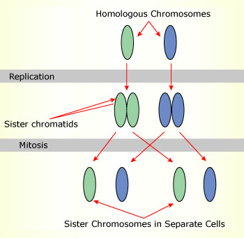 Distribution of chromosomes during cell division