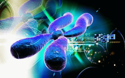 Chromosomes- Stores DNA