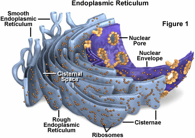 The endoplasmic reticulum