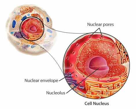 Cell Nucleus - Genetic Library of the Cell