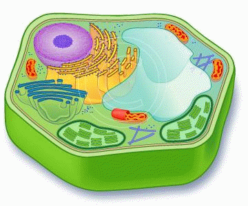 Plant cells have several structures not found in other eukaryotes.