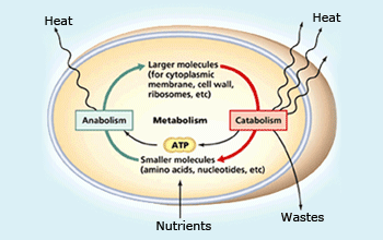 Concept of Metabolism