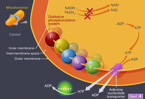 Oxidative Phosphorylation