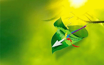 Light-dependent reaction