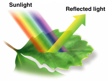 Chlorophyll usually absorbs red and blue light