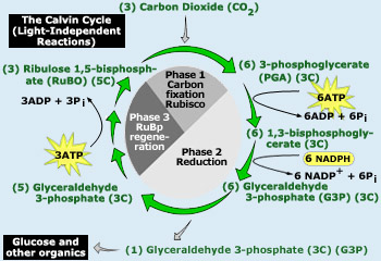 Sequential steps involved in Dark reactions/Calvin cycle/ Carbon fixation