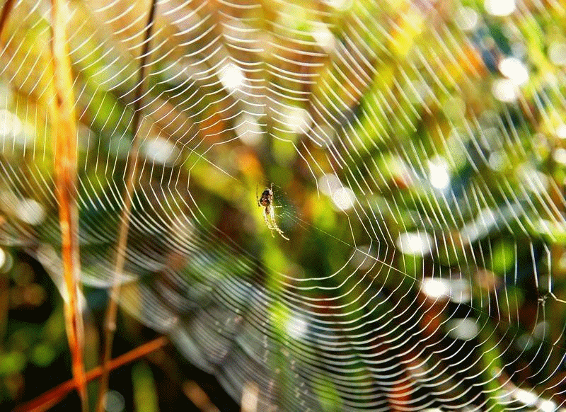 A spider