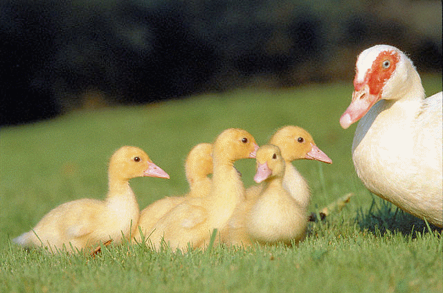 Imprinting in young geese