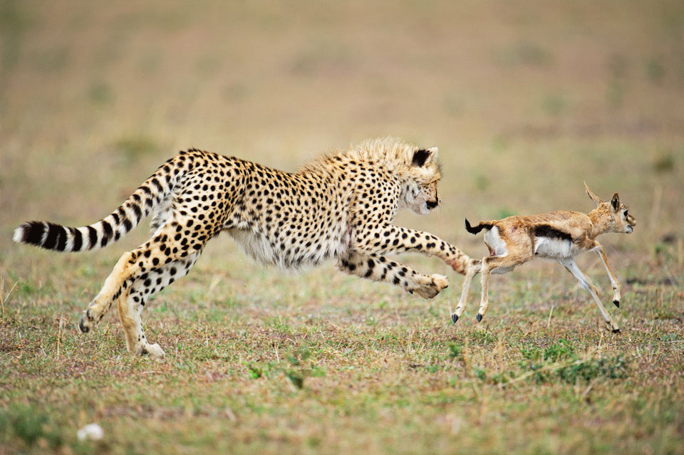 Directed movements of animals