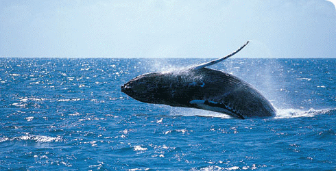 Humpback whales