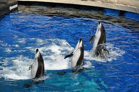 An animal learns to associate one of its own behaviors
