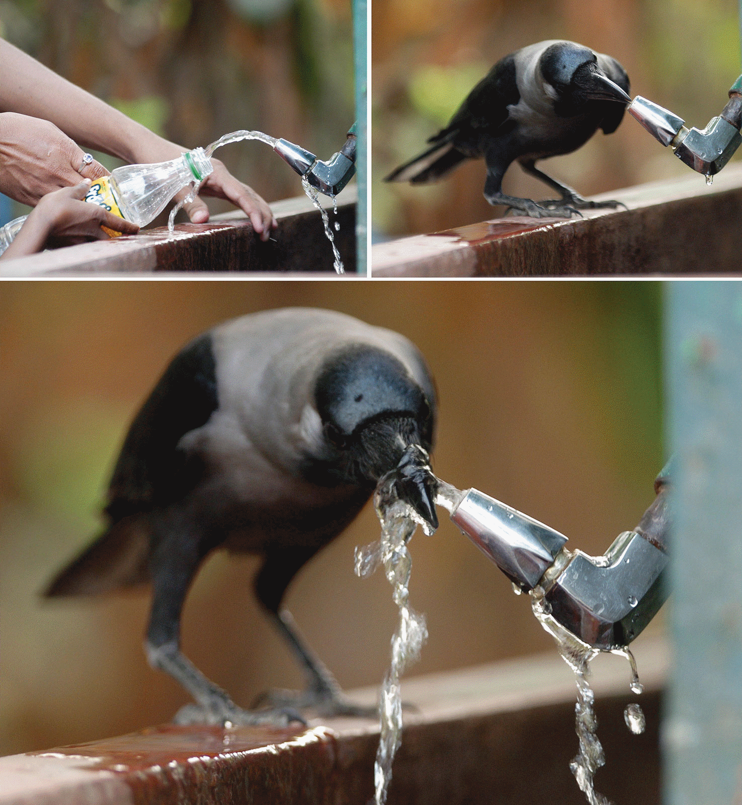 The Cleverness of crows